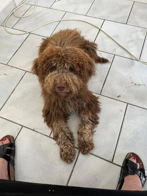 chienne reunited   21540 Sombernon Viska