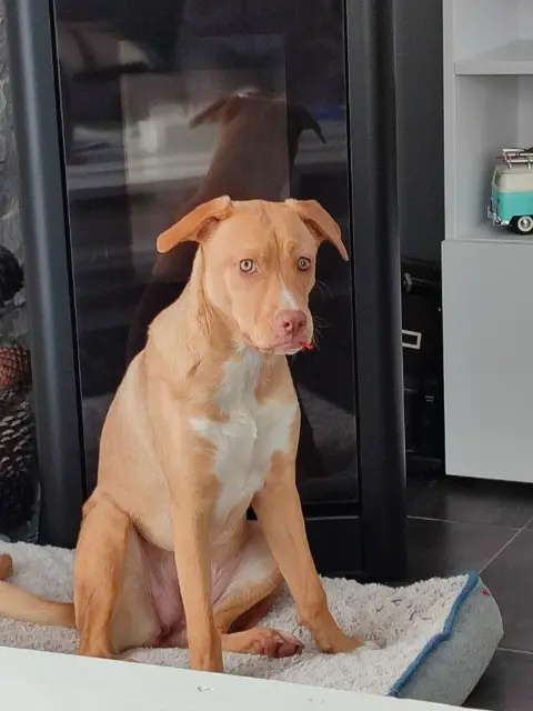 chienne reunited   22690 Pleudihen-sur-Rance Jiji