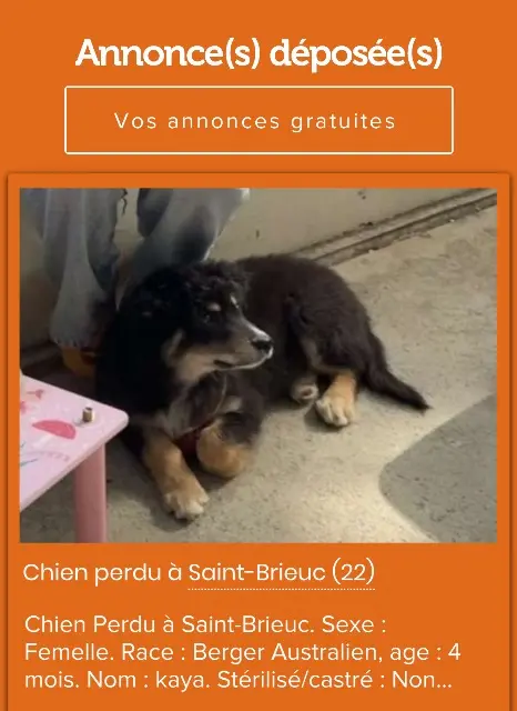 chienne reunited   22000 Saint-Brieuc kaya