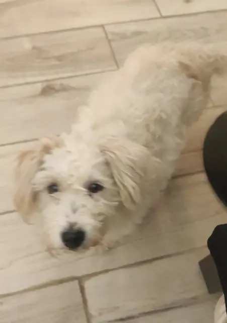 chienne reunited   22540 Pédernec Kenny