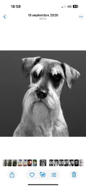 chienne reunited   22100 Saint-Samson-sur-Rance Letitbe