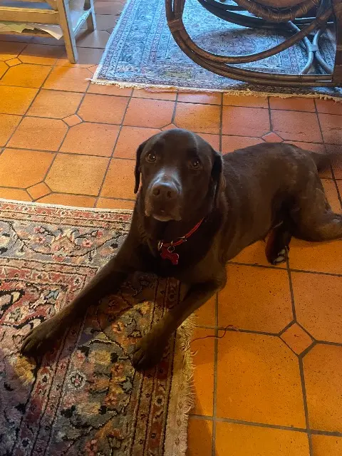 chienne reunited   22860 Plourivo Osca