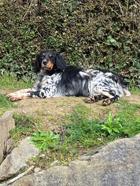 chienne reunited   22350 Caulnes Praline