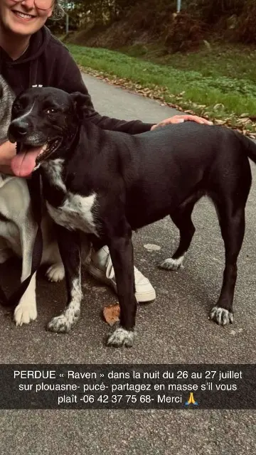 chienne reunited   22830 Plouasne Raven