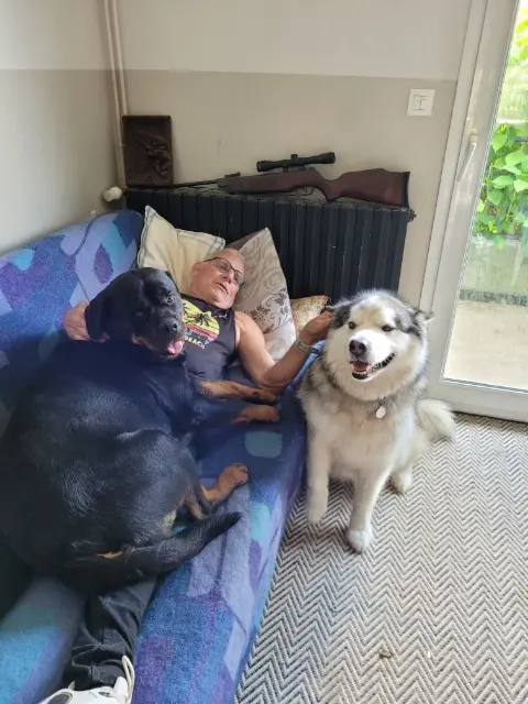 chienne reunited   22300 Ploumilliau Suchi