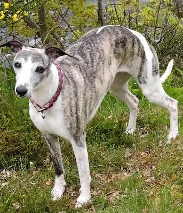 chienne reunited   23460 Royère-de-Vassivière Lulu