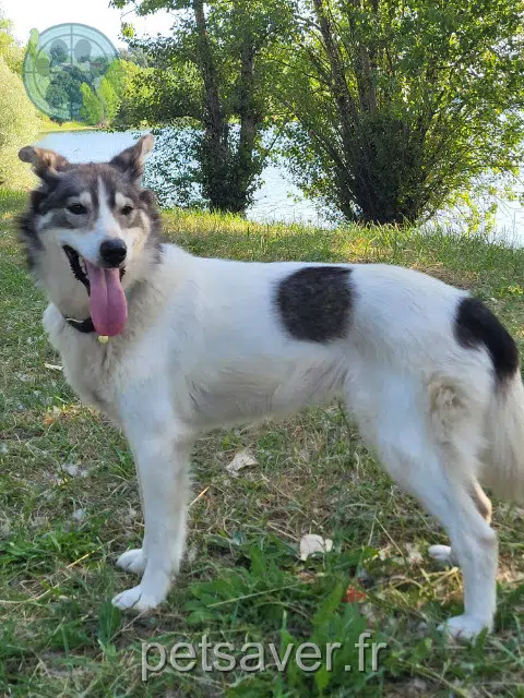 chienne reunited   24500 Eymet Bea