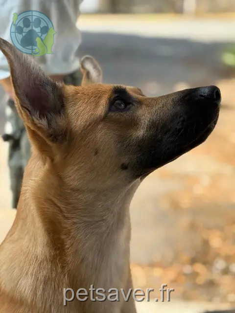 cadela reunited Coly-Saint-Amand Rukia