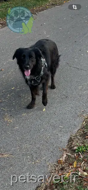 chienne reunited 24650 Chancelade Nala