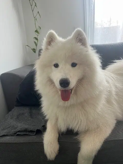 chienne reunited   24350 Grand-Brassac Nika