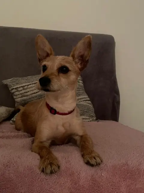 chienne reunited   25530 Vercel-Villedieu-le-Camp Noisett