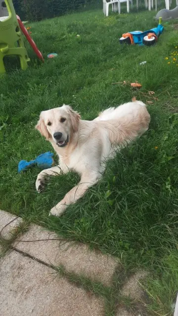 chienne reunited   25270 Levier Urielle