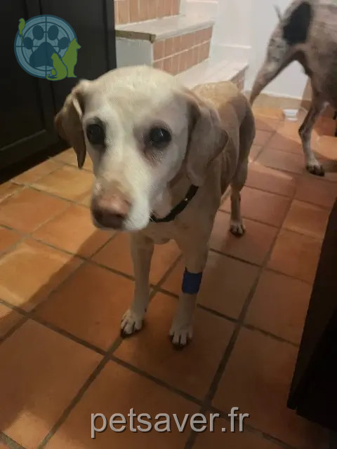 chienne reunited 26230 Roussas Bergamote