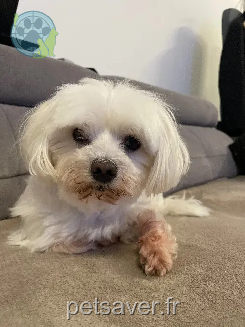 Chienne Perdue 26 Drôme