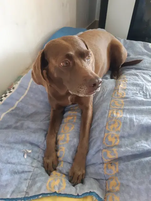 chienne reunited   26770 Taulignan Moony