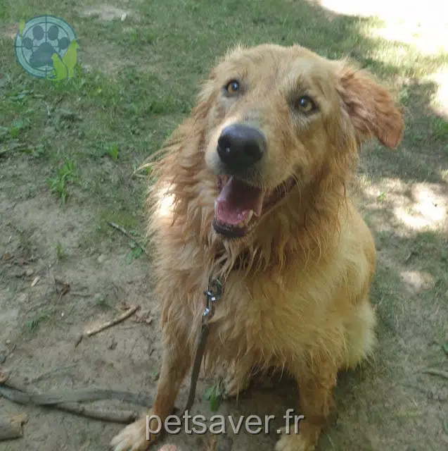 chienne reunited   26210 Épinouze Nikkie