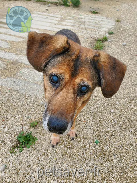 chienne reunited   26190 Oriol-en-Royans Nola