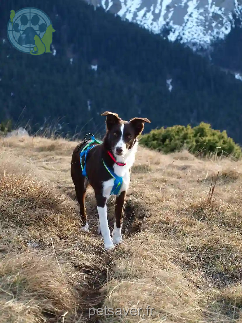 Chienne Trouvée 26 Drôme Chienne Trouvée 26 Drôme