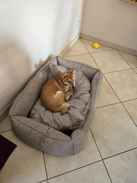 chienne reunited   26300 Alixan Sakura