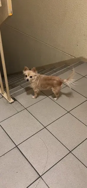 chienne reunited   26000 Valence Masha