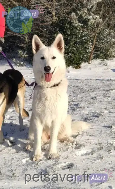 chienne reunited   26300 Rochefort-Samson Volga