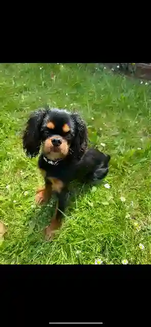 Chienne Perdue 27 Eure - Lady Chienne Perdue 27 Eure - Lady