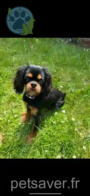 Chienne Perdue 27 Eure - Lady Chienne Perdue 27 Eure - Lady