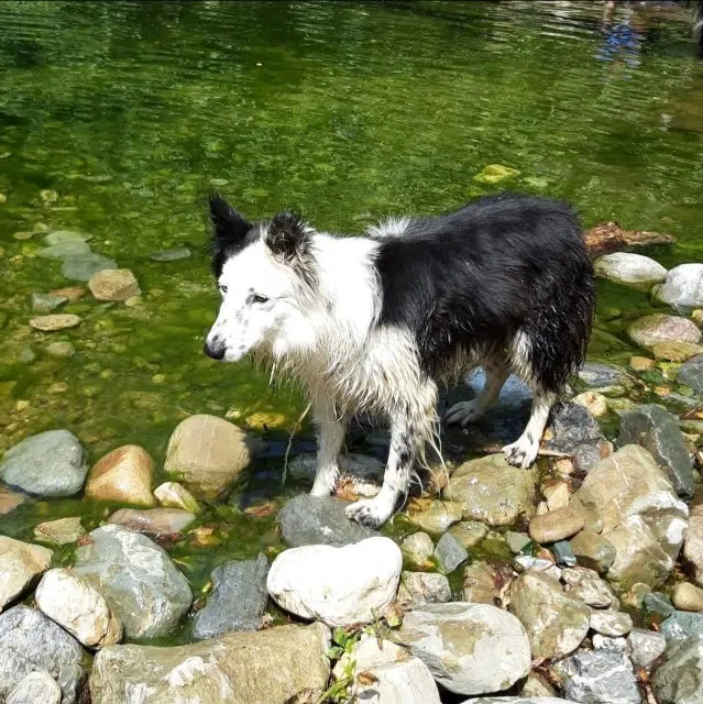 chienne reunited    Mesnils-sur-Iton Parcoeur