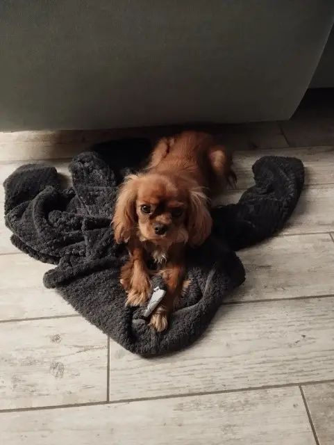 chienne reunited   27500 Pont-Audemer Plume