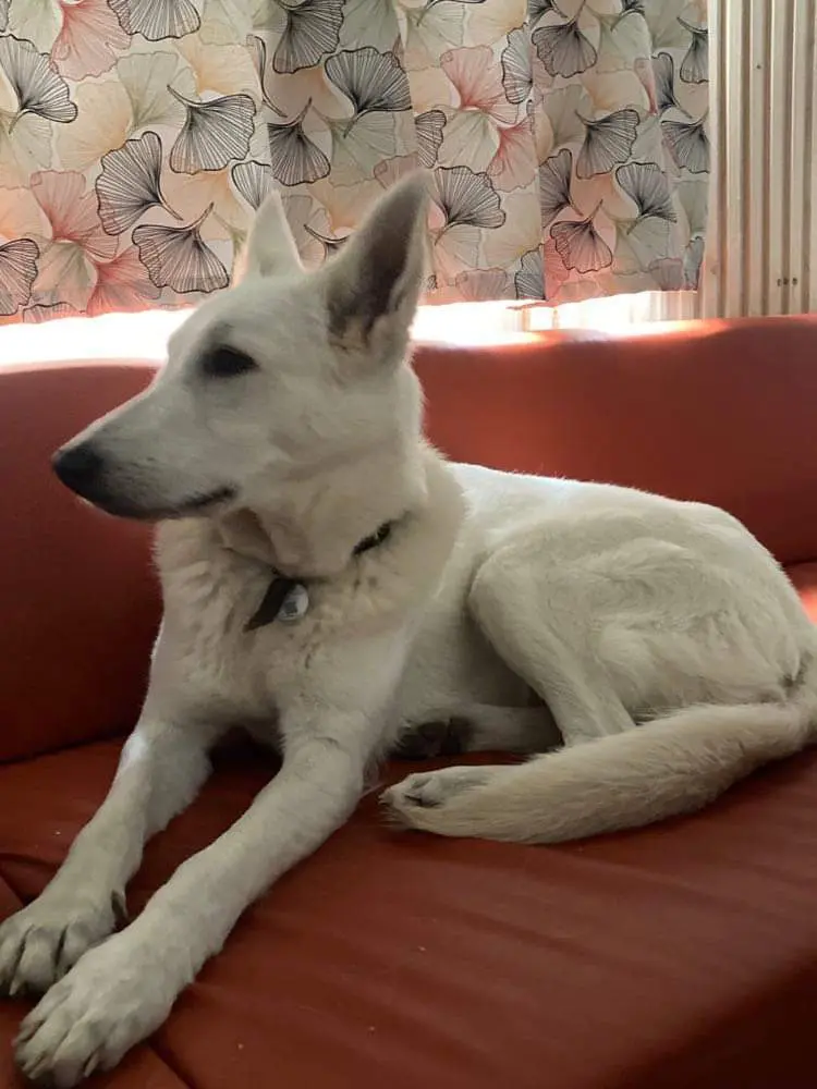 Chienne Trouvée 27 Eure Chienne Trouvée 27 Eure