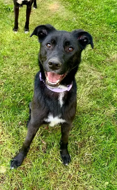 chienne reunited   27450 Saint-Georges-du-Vièvre Tara