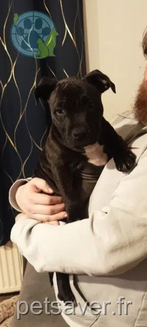 chienne reunited   27000 Évreux Thaïra