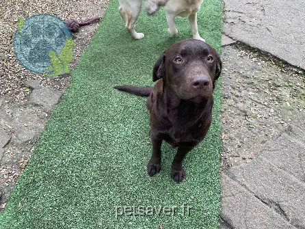 Chienne Trouvée 27 Eure - Unik Chienne Trouvée 27 Eure - Unik