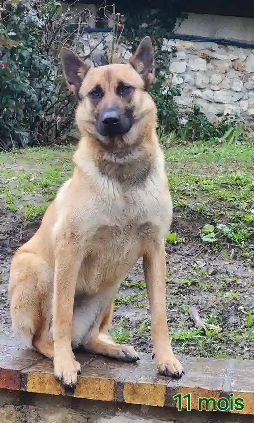 Chienne Trouvée 27 Eure - Uria Chienne Trouvée 27 Eure - Uria