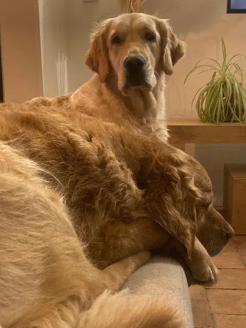 chienne reunited   28270 Rueil-la-Gadelière Golden