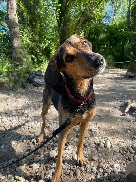 chienne reunited   28500 Aunay-sous-Crécy Héra