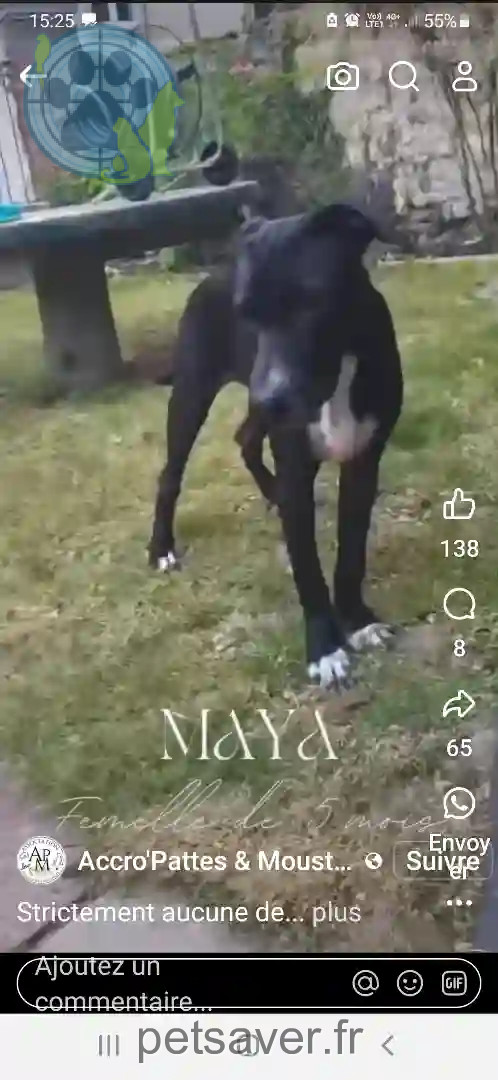 Chienne Perdue 28 Eure-et-Loir - Maya Chienne Perdue 28 Eure-et-Loir - Maya