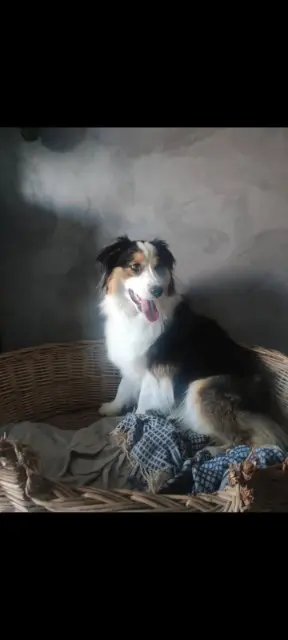 chienne reunited   28190 Pontgouin Tylia