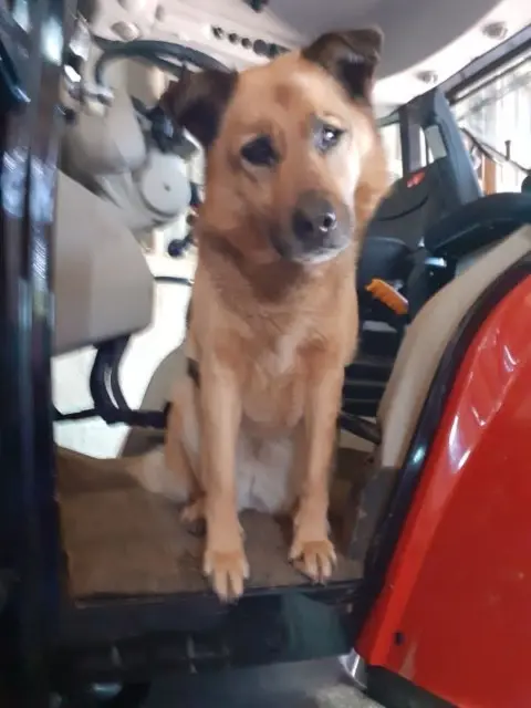 chienne reunited   29290 Lanrivoaré Gessy