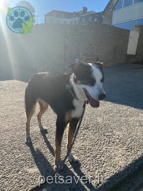 chienne reunited   29500 Ergué-Gabéric Inza
