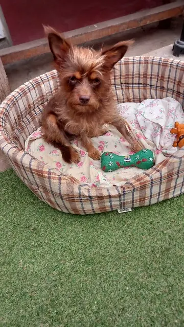 chienne reunited   29100 Douarnenez Joy