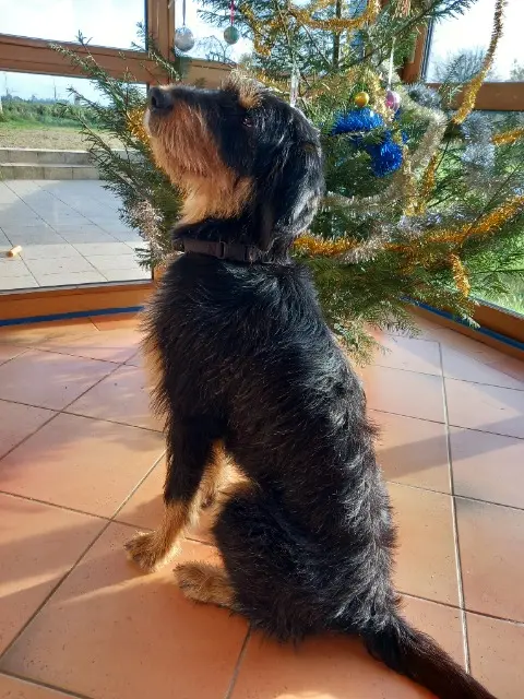 chienne reunited   29420 Mespaul Lilly