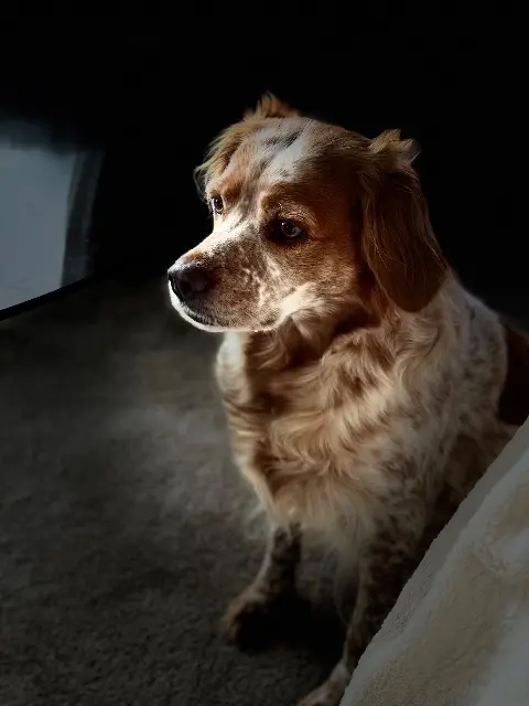 chienne reunited   29850 Gouesnou Raven