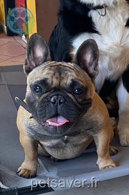 perra reunited   29670 Locquénolé Ruby