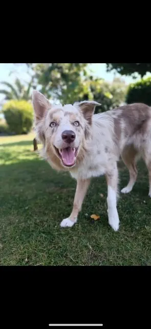 chienne reunited   29730 Treffiagat Utha