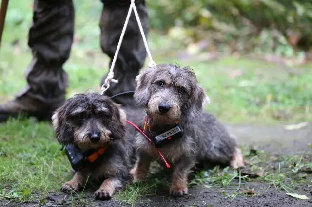 chienne reunited   29630 Plougasnou Viky