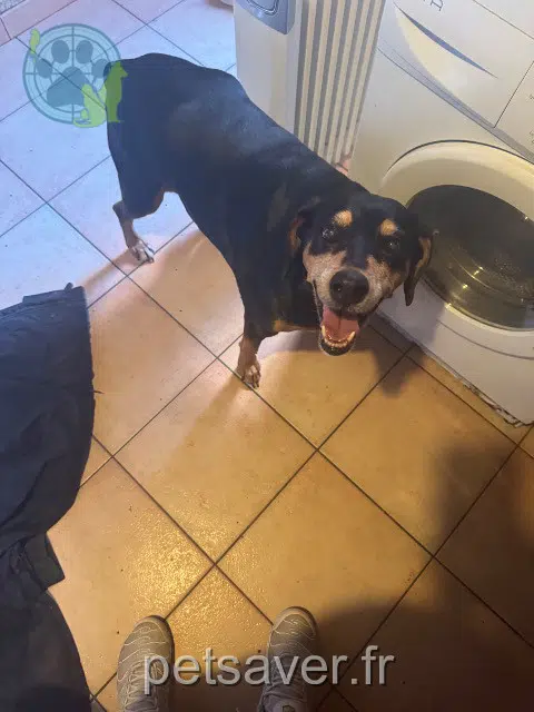 chienne reunited   30700 Vallabrix Athéna