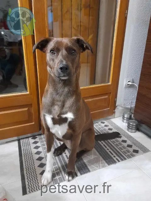 chienne reunited   30260 Orthoux-Sérignac-Quilhan Haitana
