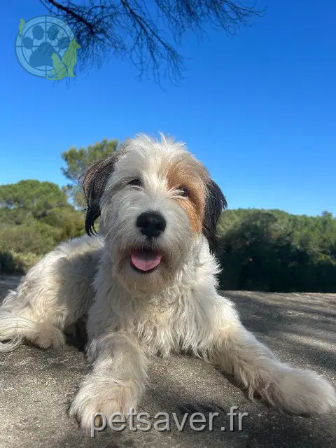 chienne reunited   30190 La Calmette Evy