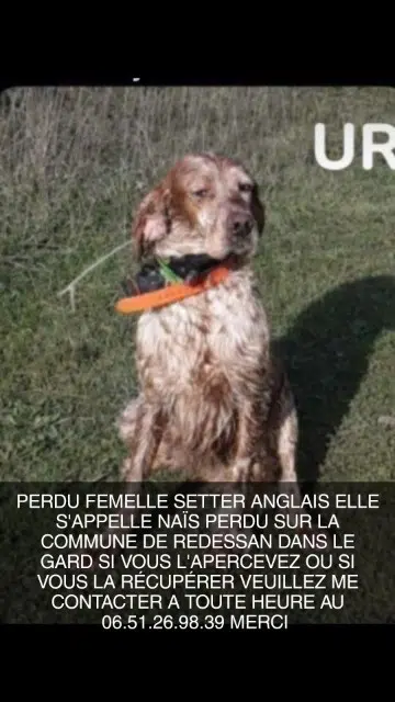 chienne reunited   30129 Redessan Naïs